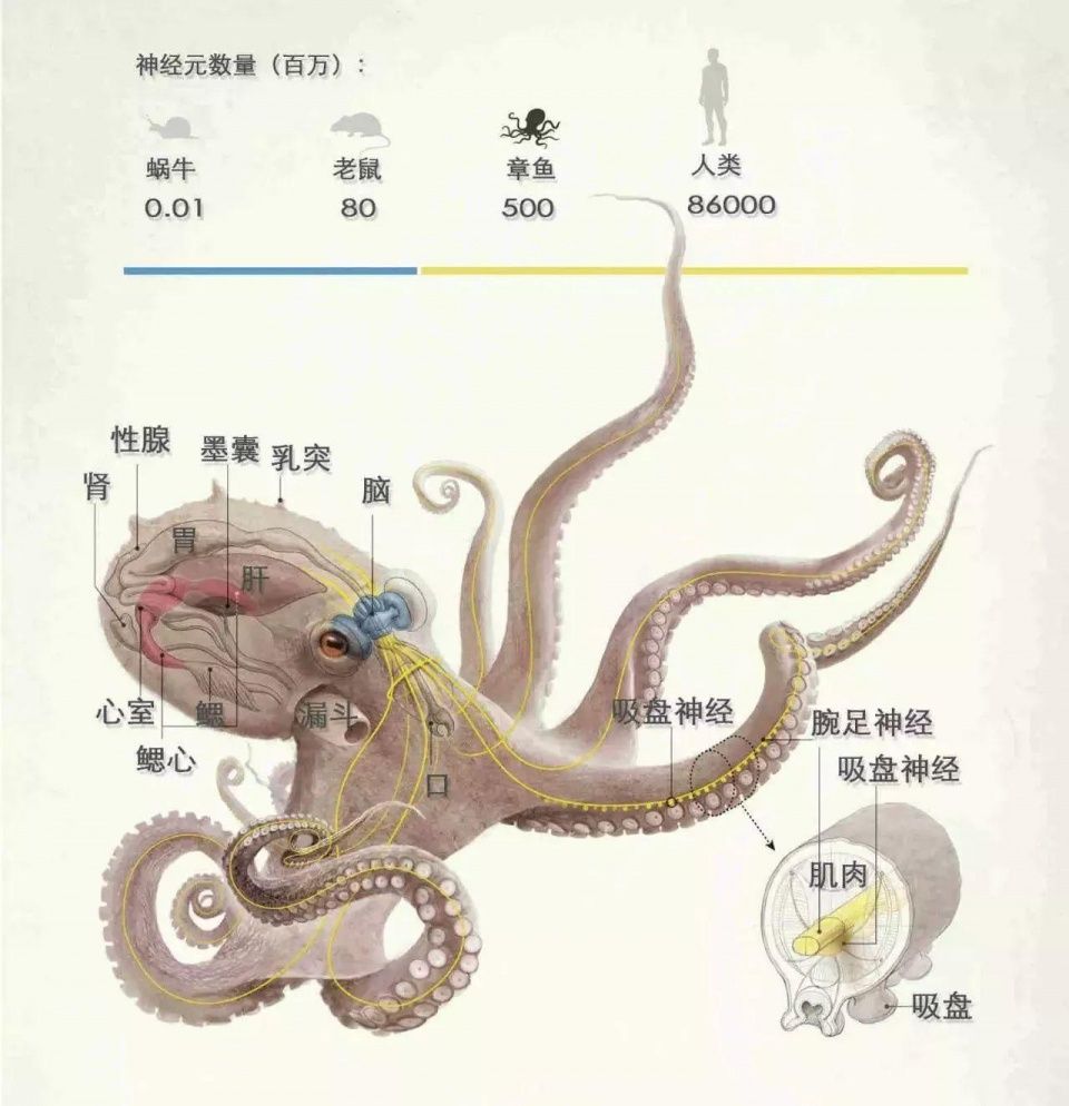 蓝色血液,9个大脑还能编辑自己的基因!科学家:这是地球生物?