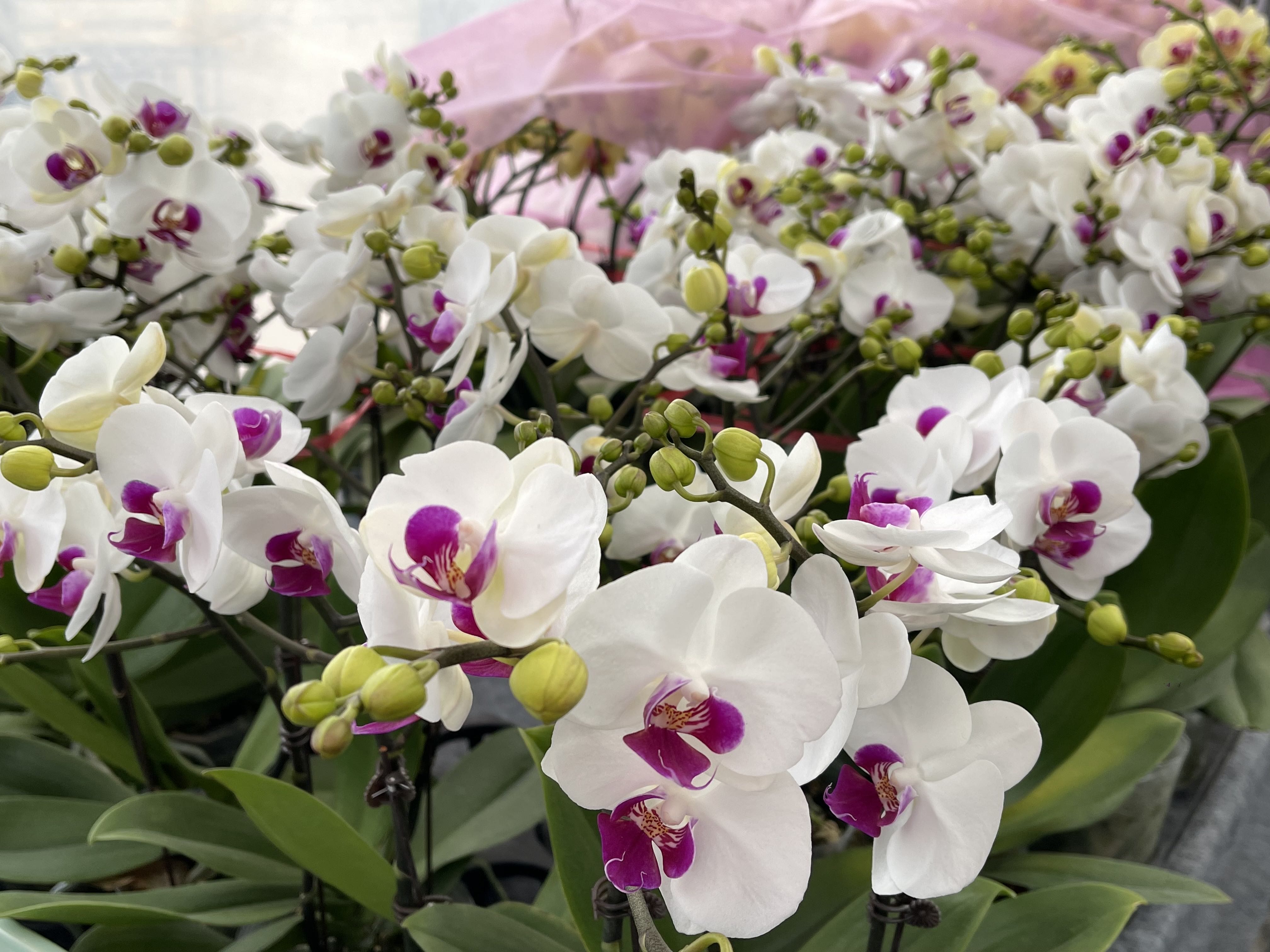 年宵花"翘楚"这样养,靓足一整年!