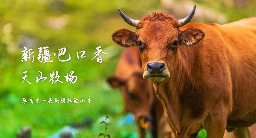 浅谈新疆巴口香牛肉干特色发展道路