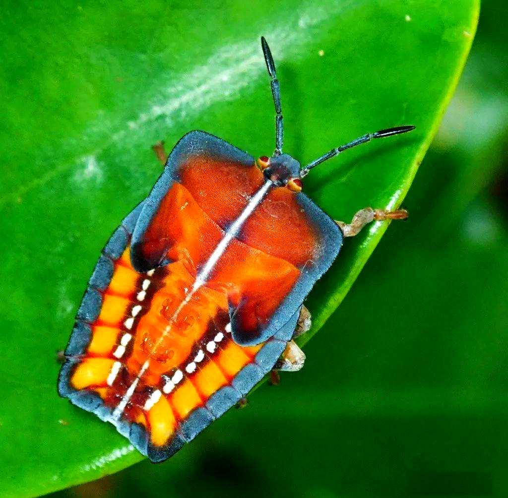 探索神秘的荔蝽科:从外观到生态角色全解析