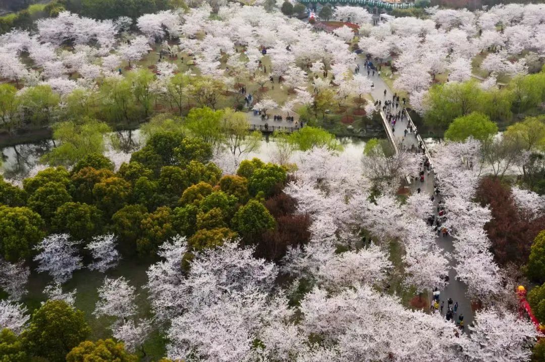 雲賞櫻!寶山融媒邀您一起全景觀看顧村公園櫻花浪漫