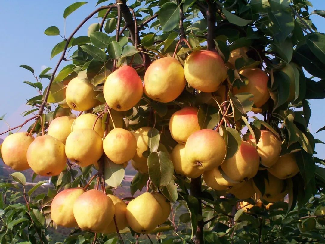 「金秋」9月19日,大梨树农民丰收节"约"吗?