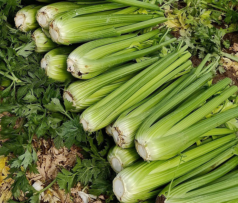 芹菜有4种,哪种才是真正的稳压高手呢?