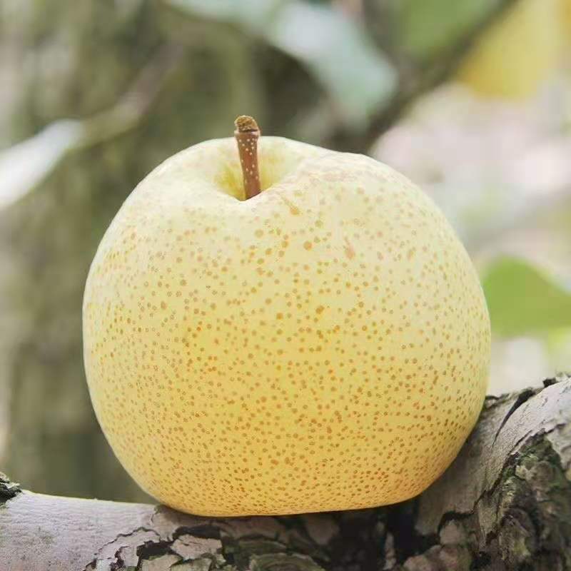 来自中国梨都的酥梨小王子-砀山酥梨 皮薄,汁多,爽脆