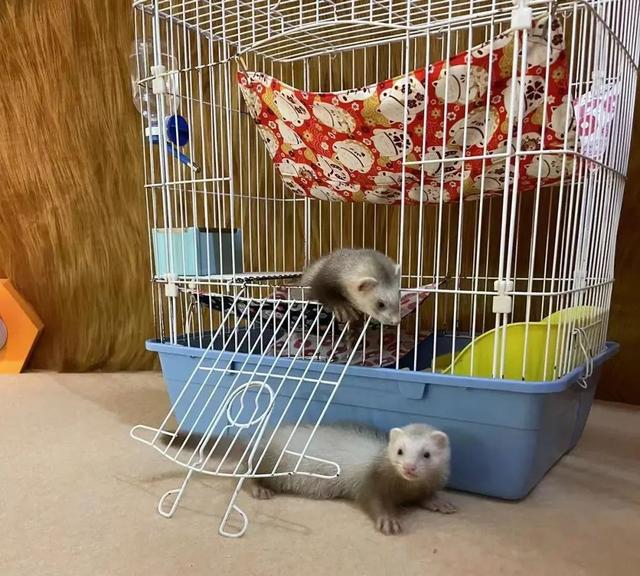 青岛妹子不卖千万游艇,卖毛茸茸闪电貂,7年哄睡过上万只