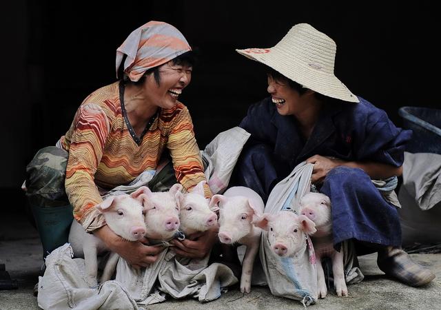 农民与公司合作养猪,赚钱之前,先要"保命"