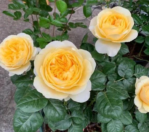 圣女贞德(jeanne darc)