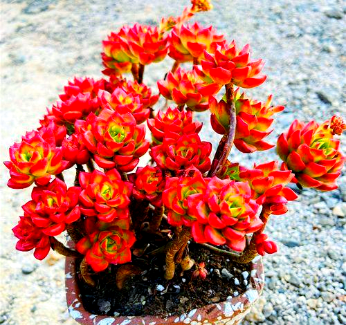 蒂亚多肉植物的养护指南:光照与配土的重要性