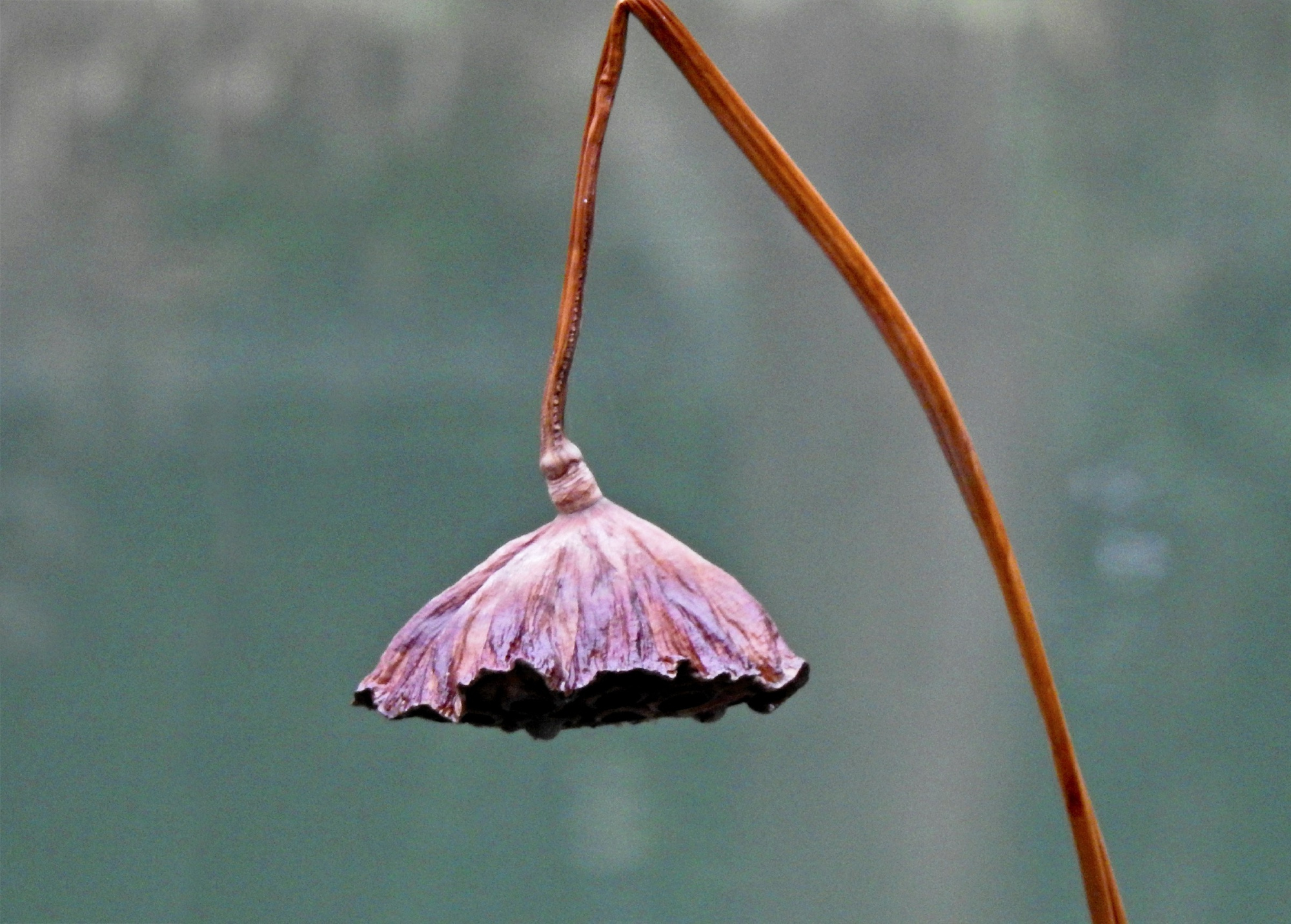 幸福年|凋零之美