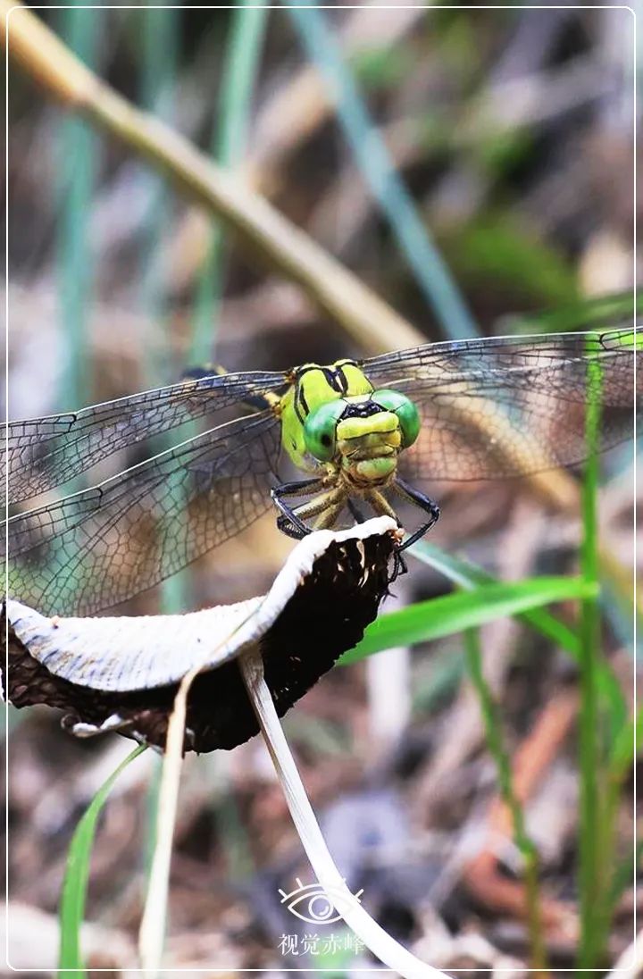 内蒙古赤峰市首次发现国家二级保护动物棘角蛇纹春蜓