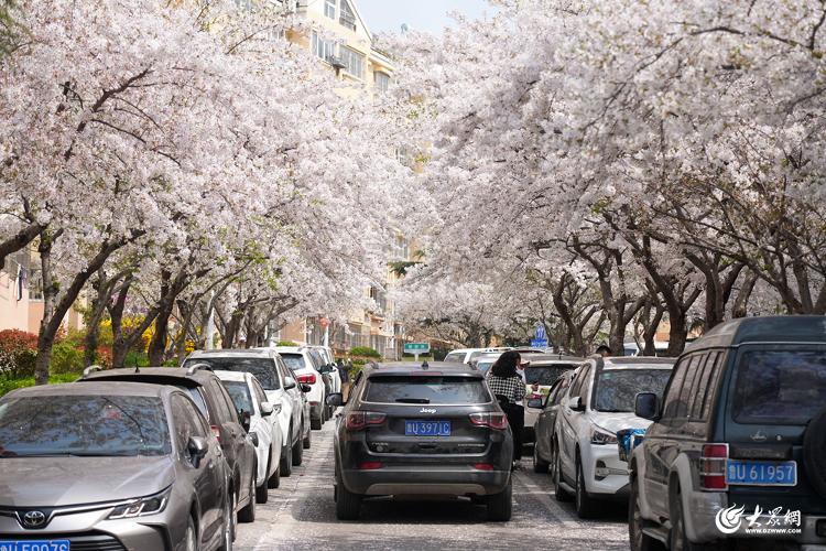 青岛樱花小镇图片