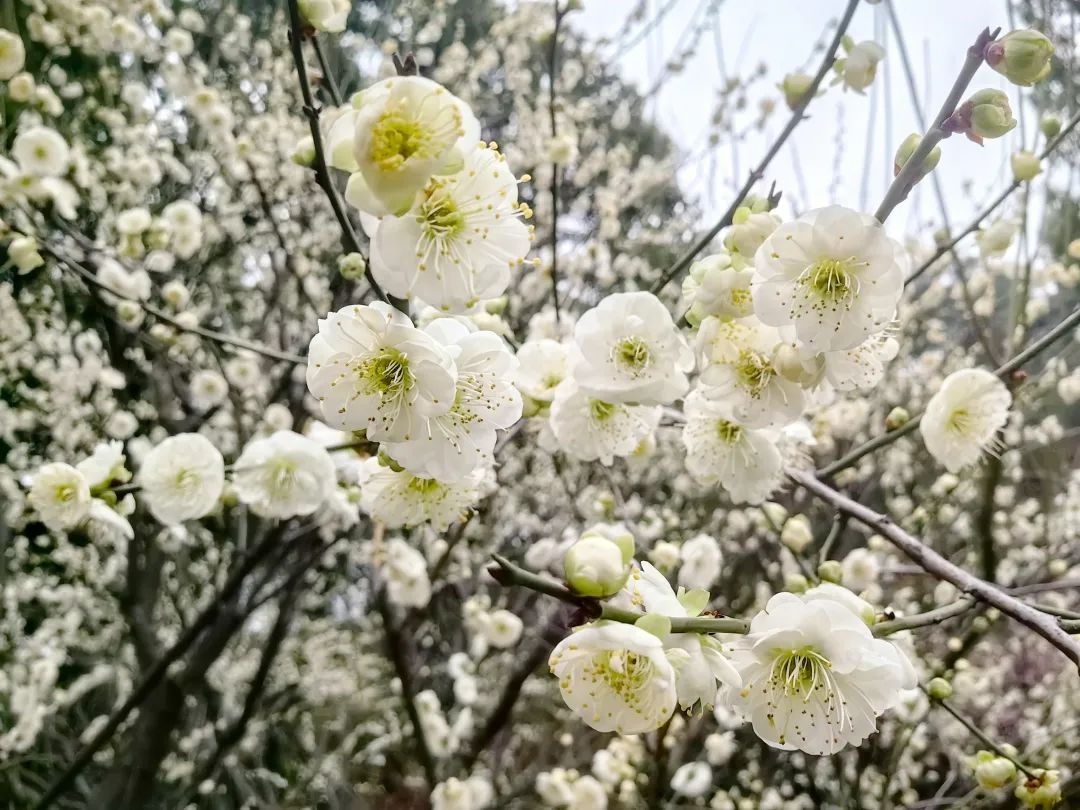 绝美!黄石这里的花花花花全开了