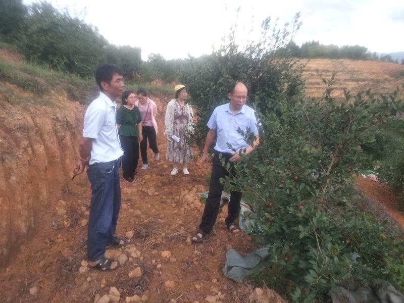 叶日山在安远县调研指导油荼改造提升工作