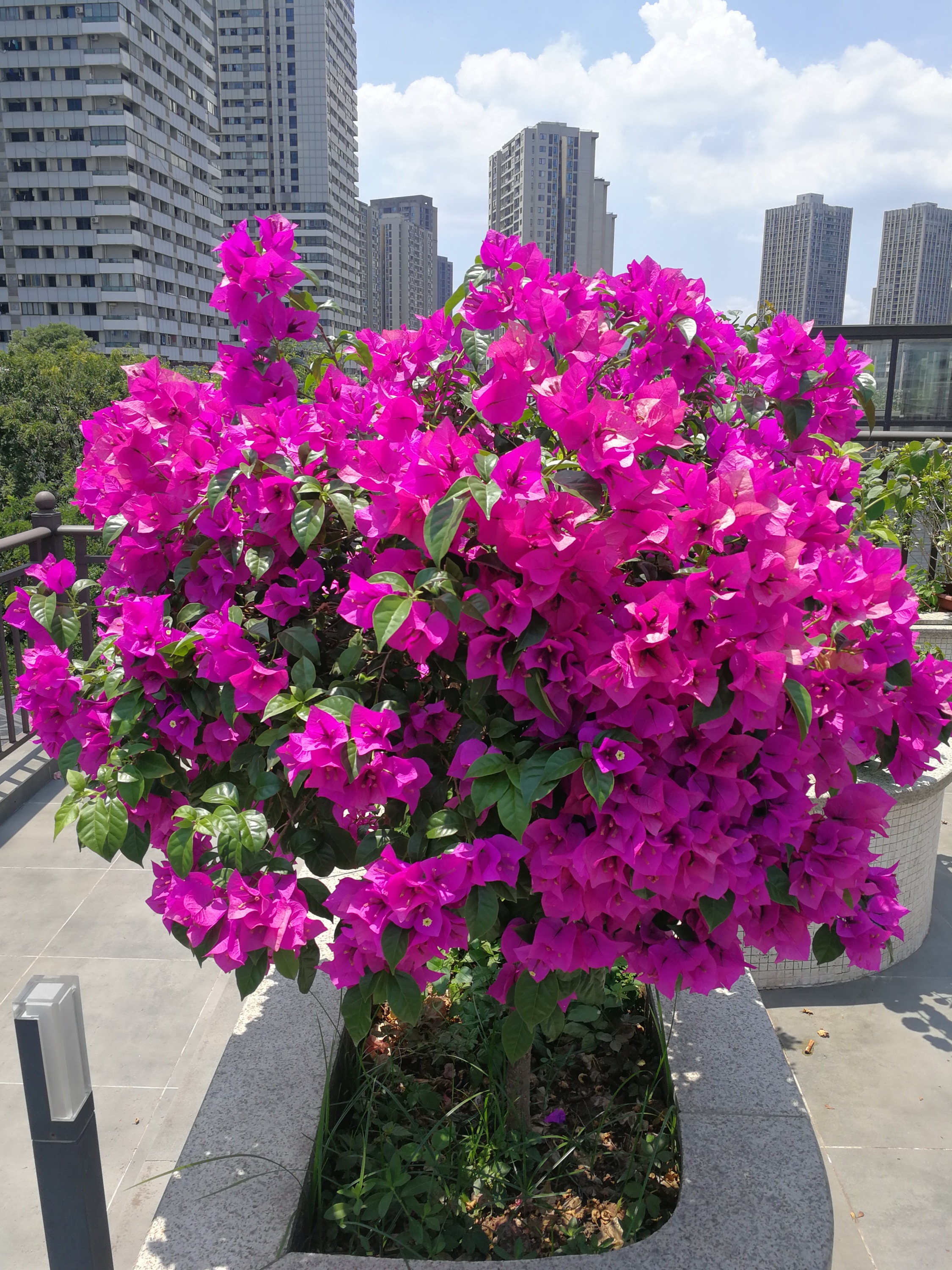 北方养三角梅,就选"云南紫",耐寒性不错,皮实好养,多季开花