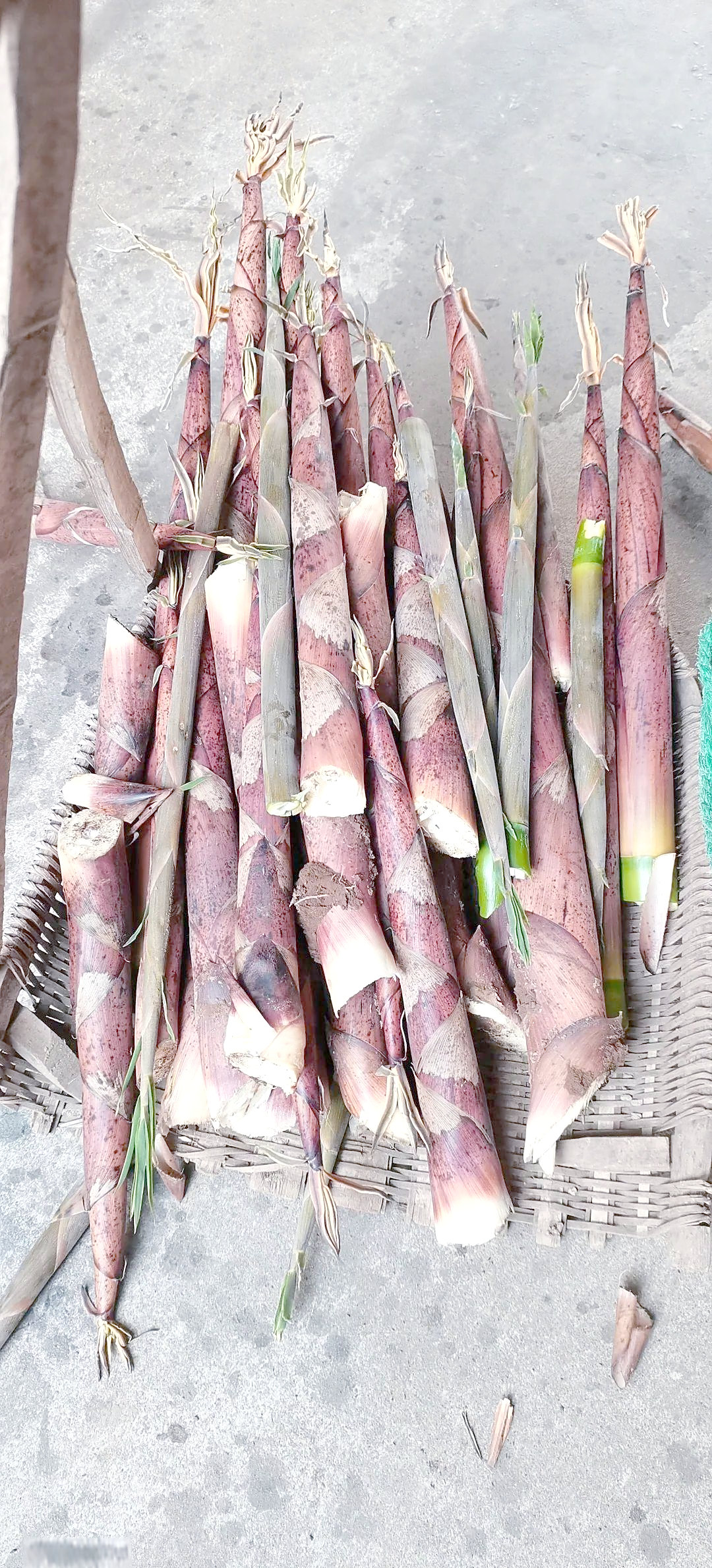 天气热了,茶园里的红壳笋破土而出