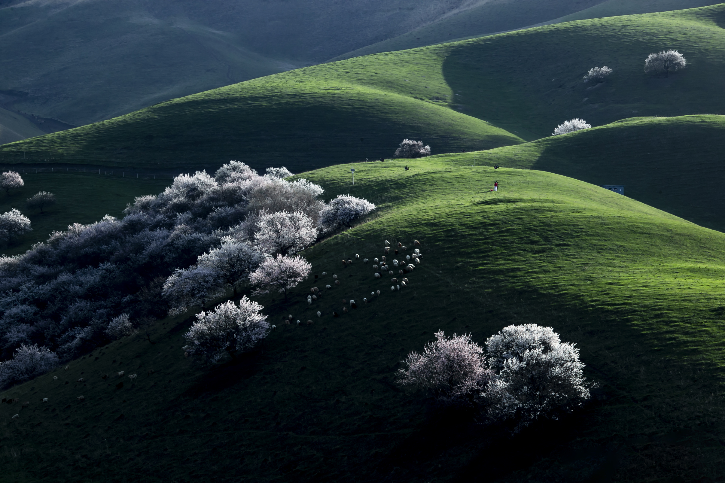 走进那拉提杏花谷,享受春天的浪漫
