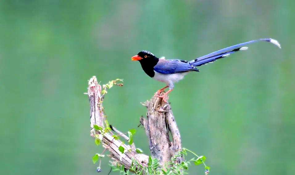 蓝桉与释槐鸟的相遇,爱意独钟于你