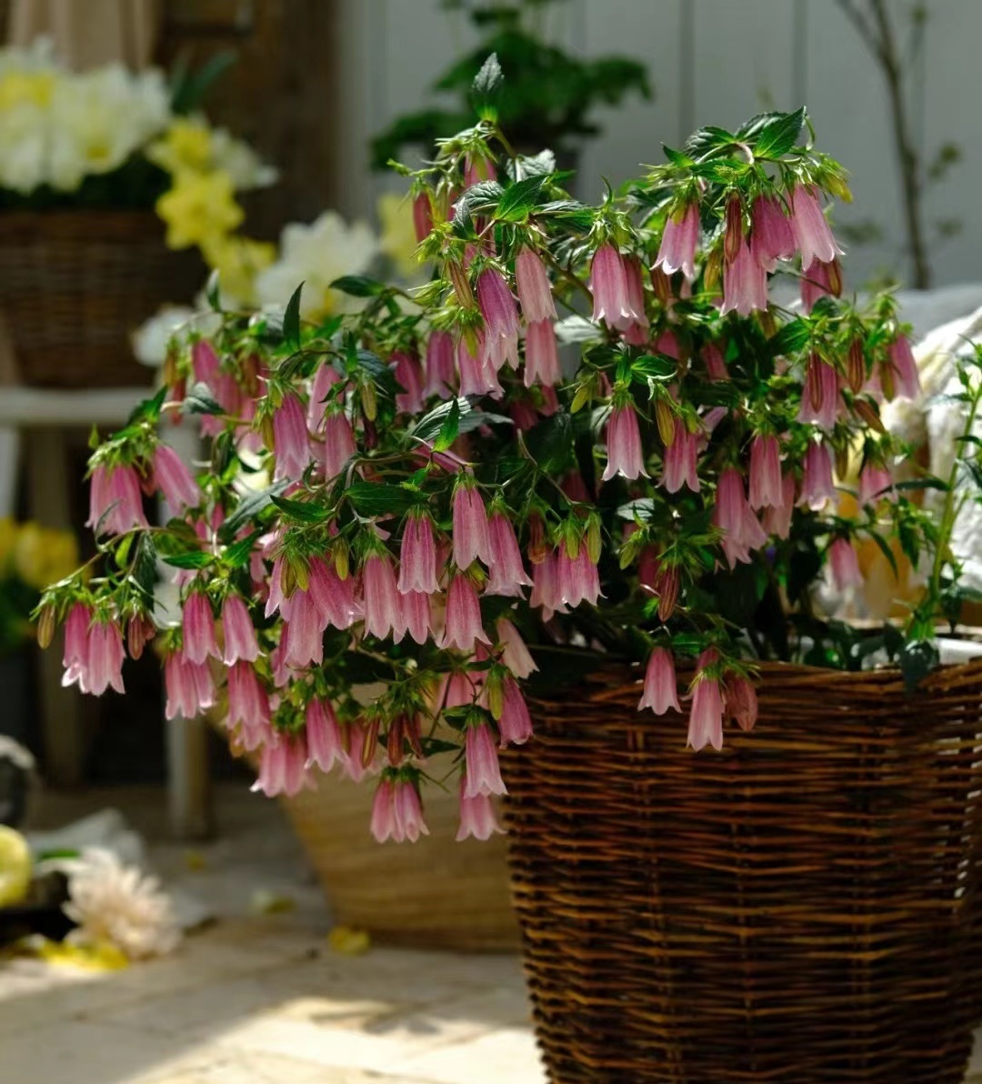 北阳台,封闭阳台养花,就选"紫斑风铃",耐阴好养,开花也勤奋