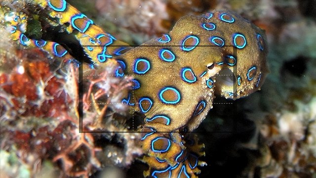 深海巨型恐怖生物图片