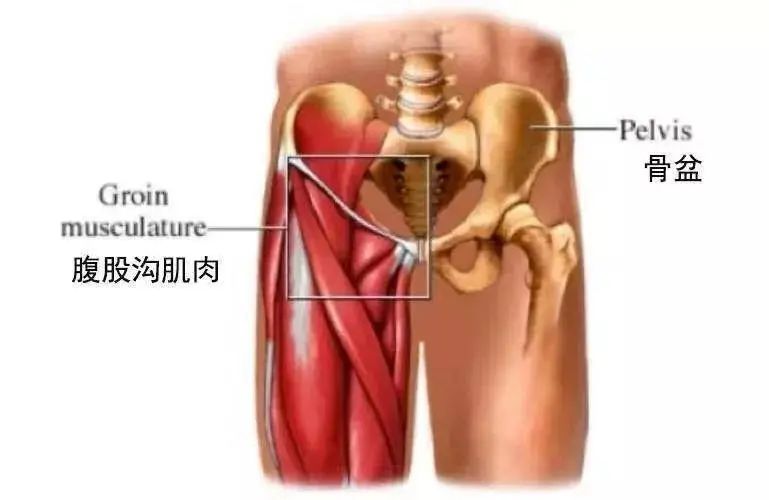 腹沟在什么位置图片