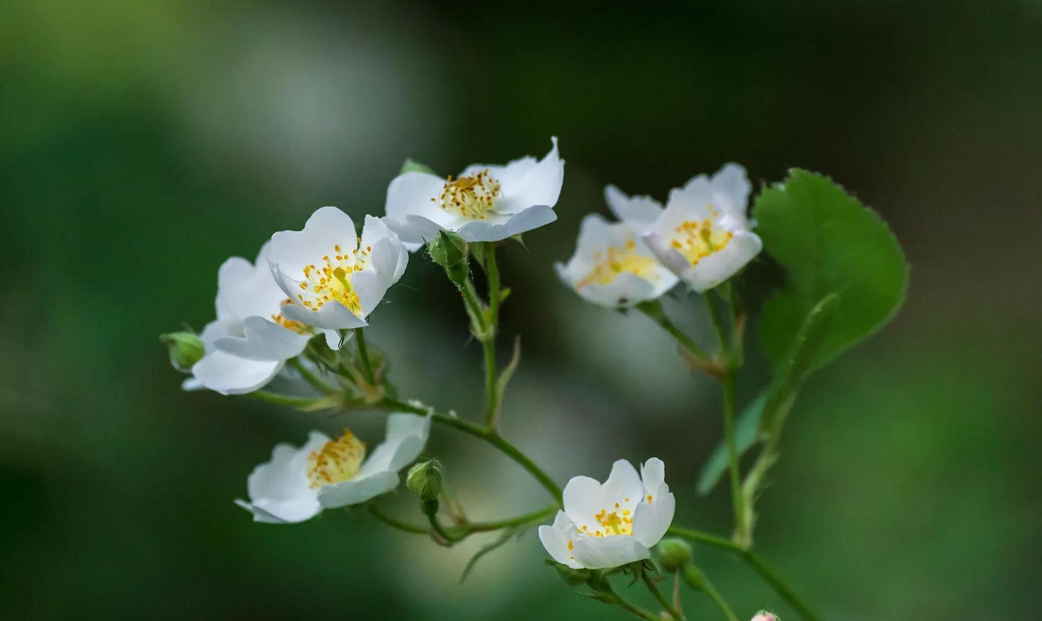 野蔷薇图片一组,与各位朋友分享.  #摄影