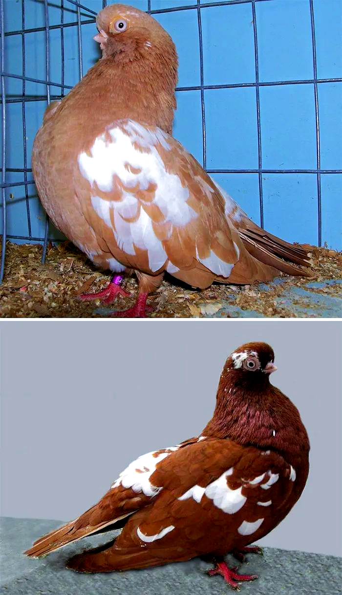 探索动物世界,众多独特而美丽的鸽子品种