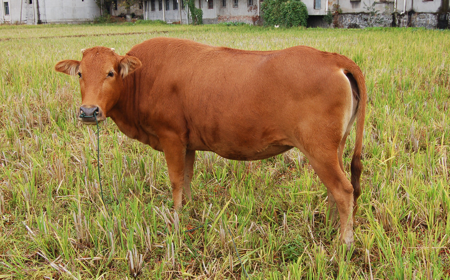 黄牛环形泰勒焦虫病的防治