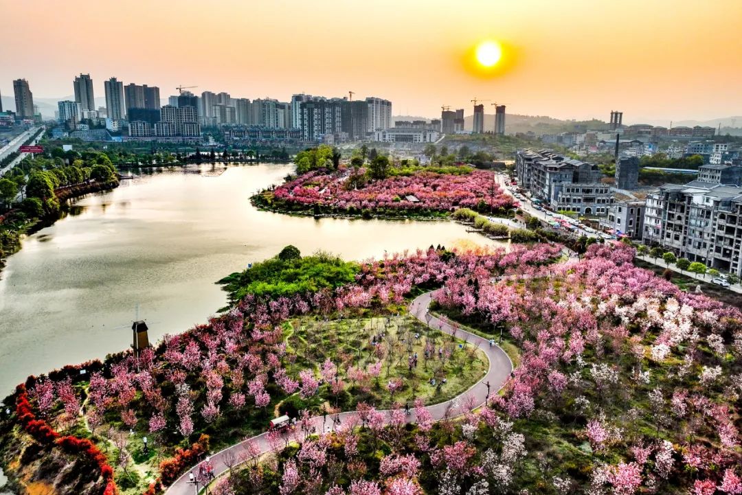 兴仁东湖公园的樱花开了,好美!