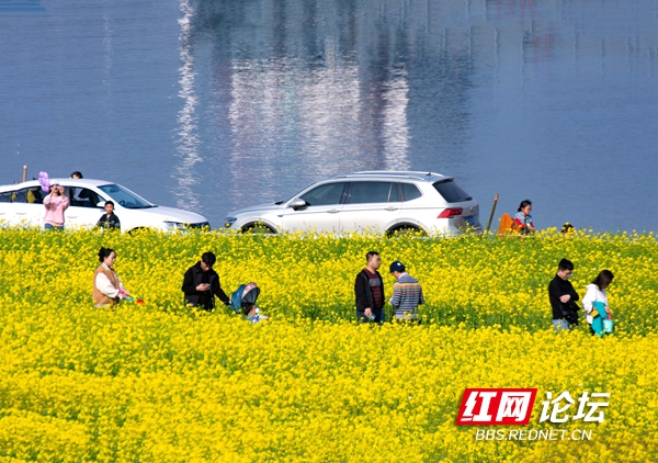 何必去婺源?湘江中的鵝洲島,週末都快被長沙人擠