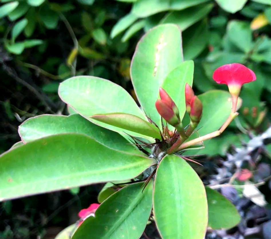 铁海棠:植物界中的独特刺猬花,既美观又药用