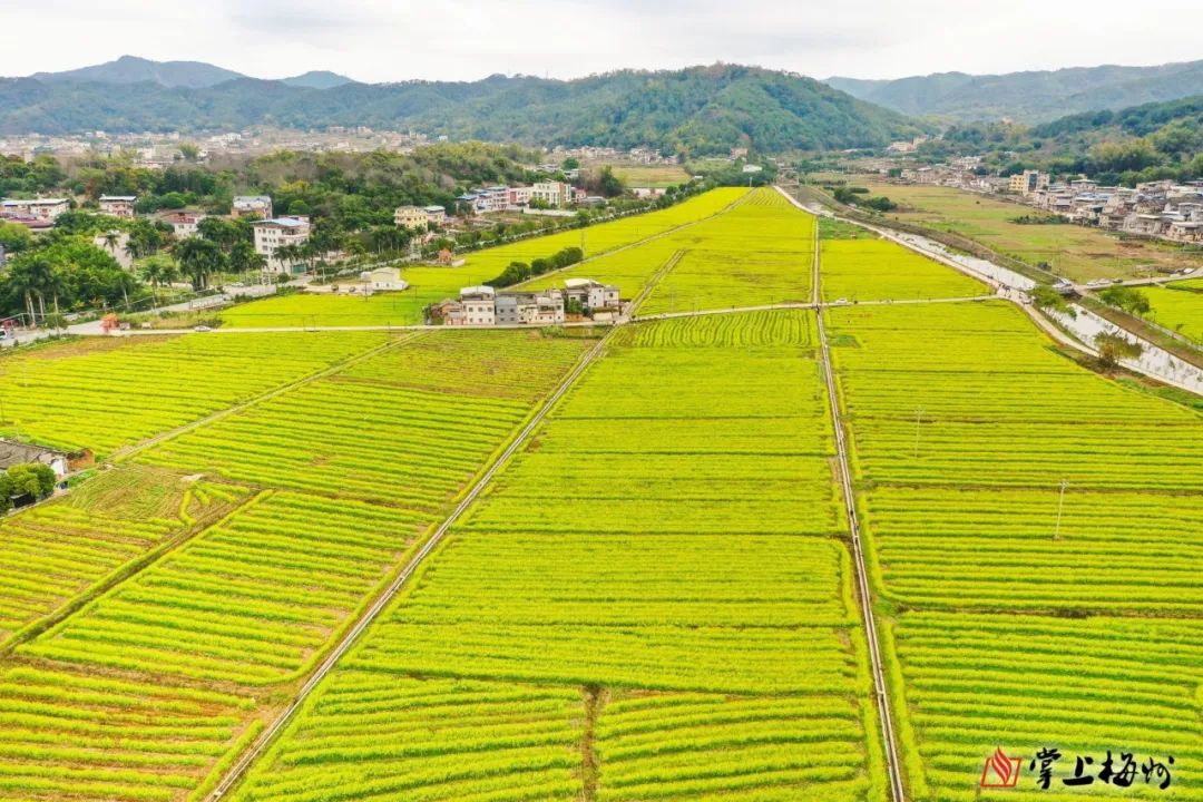 我和春天有个约会!梅县区南口镇侨乡村200余亩油菜花进入盛花期