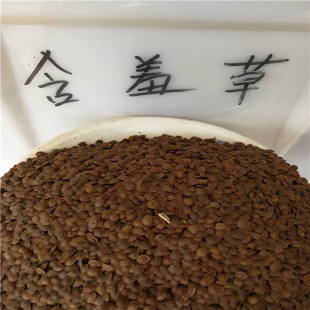 含羞草种子怎么泡水
