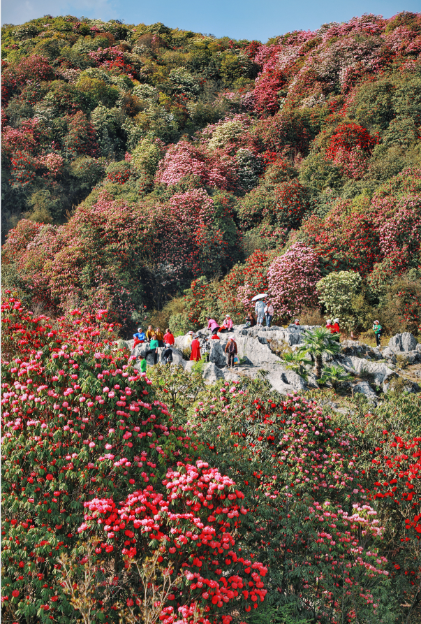 开了百里杜鹃漫山花海美到失语清明出游刚刚好