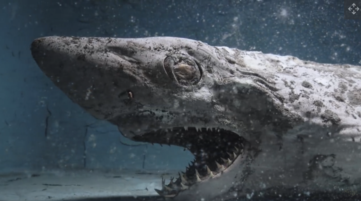 西班牙无名水族馆曾出现"僵尸"鲨鱼和其他腐烂的水族馆动物