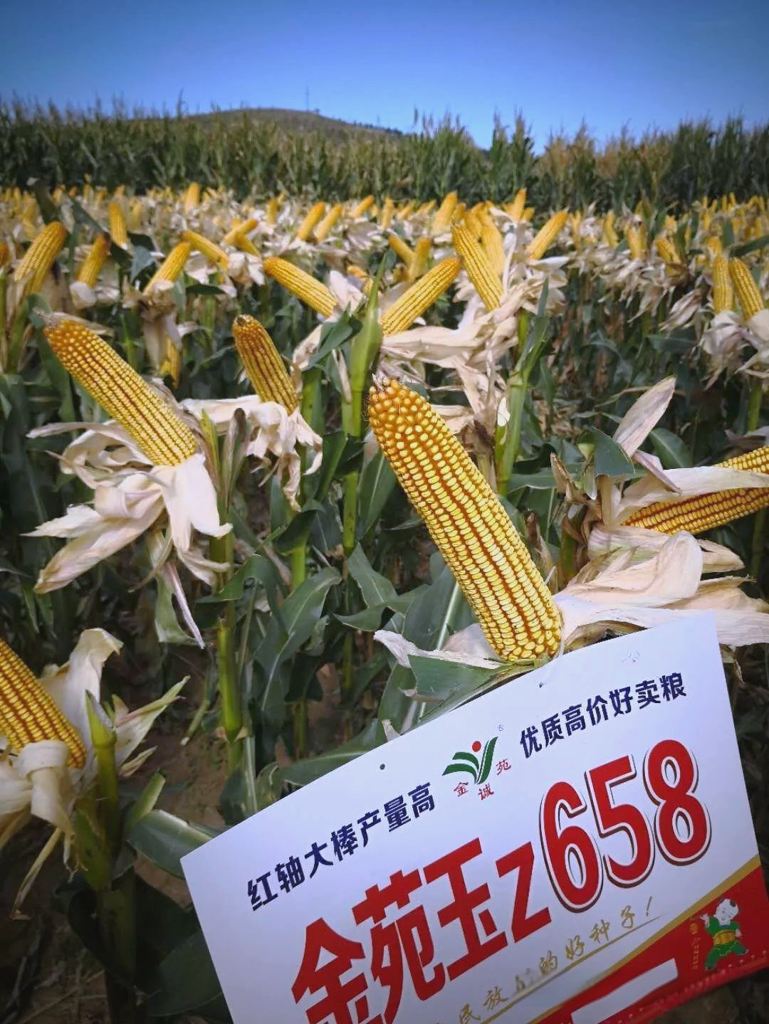 金苑玉z658:多地适宜种植的高产玉米新品种