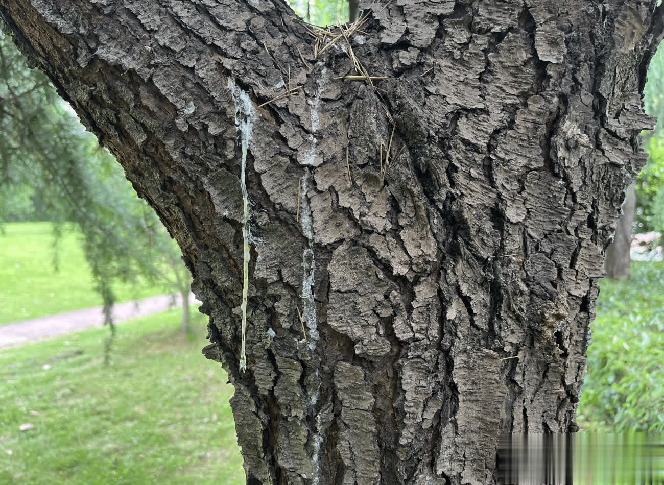 雪松,又称香柏,喜马拉雅雪松,有4大作用,价值极高,农民朋友要了解!
