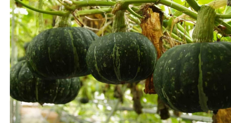 绿色的南瓜叫什么名字