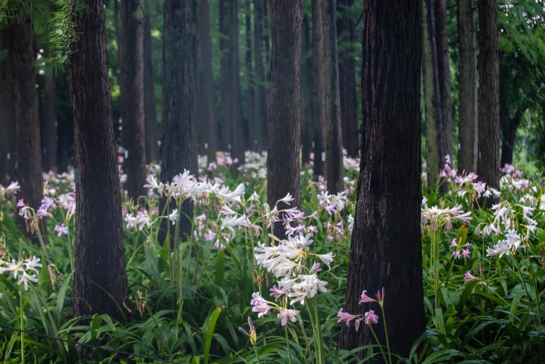 长筒石蒜在园林中可种植在林缘,林下,与落叶乔木和耐荫地被植物搭配