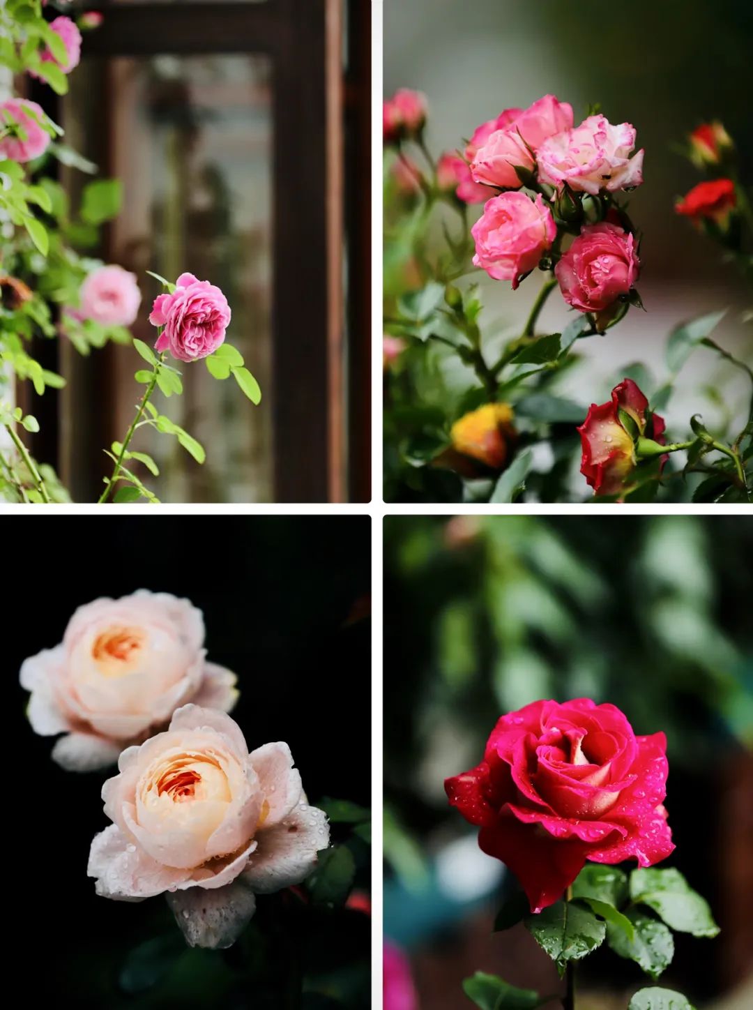 人少景美的杭州西湖攻略,赶紧收藏!