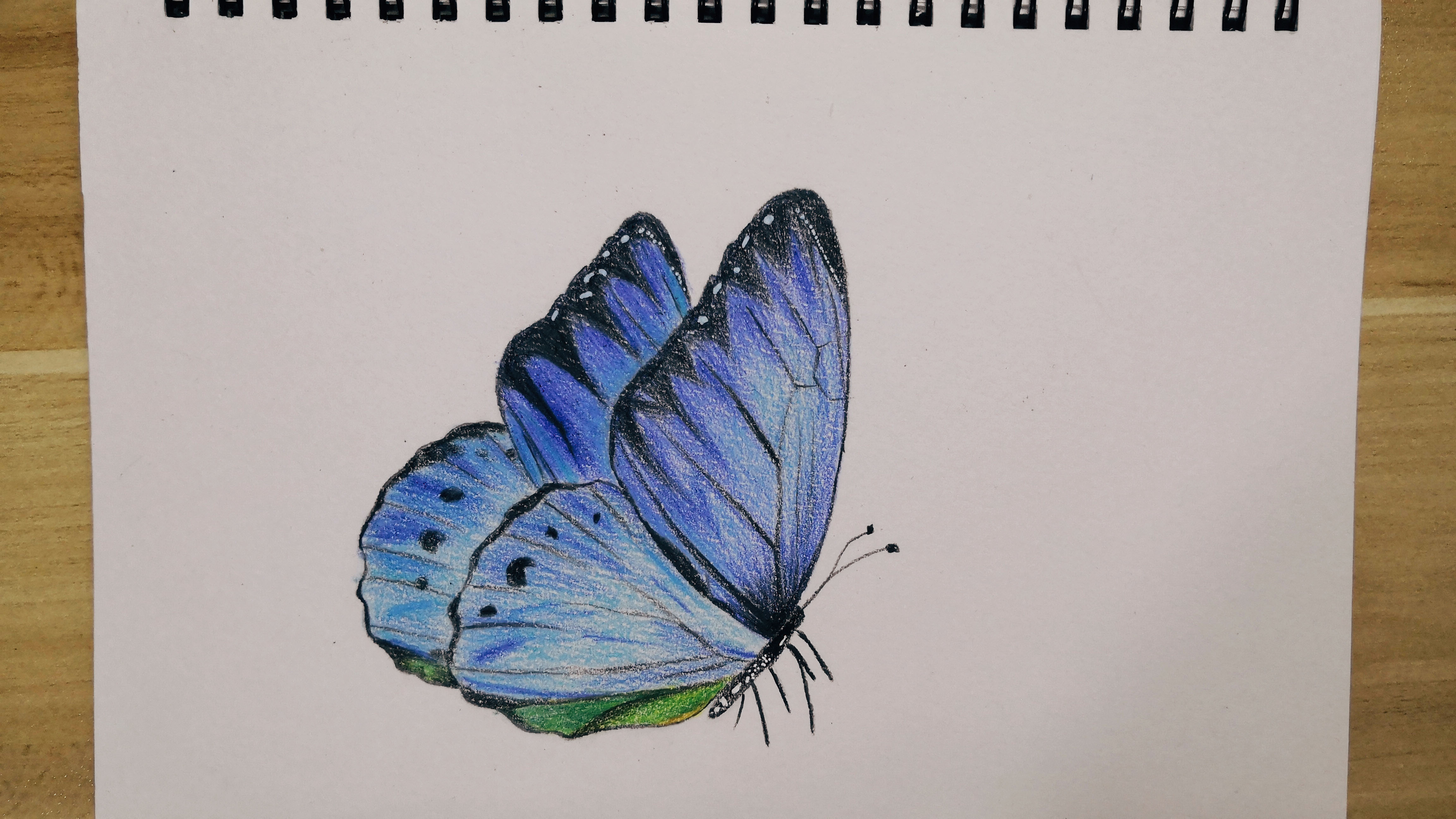 彩铅画简单蝴蝶图片