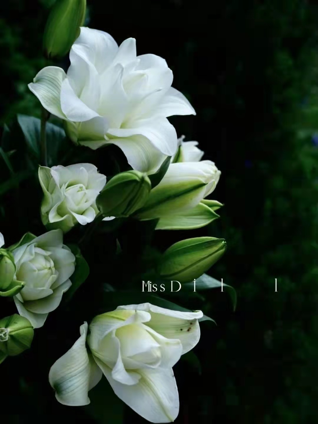 翡翠百合花的寓意!