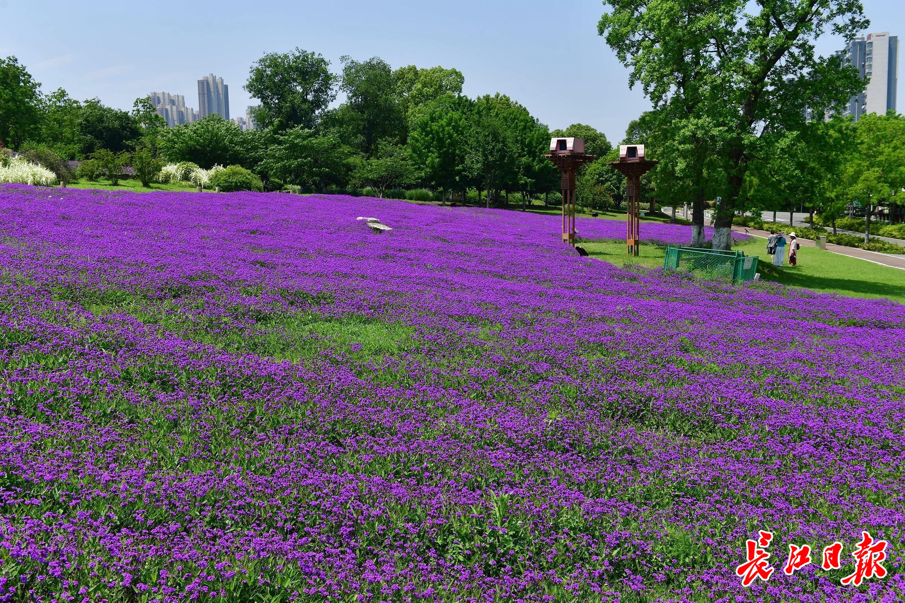 武汉这片紫色花海,浪漫如画