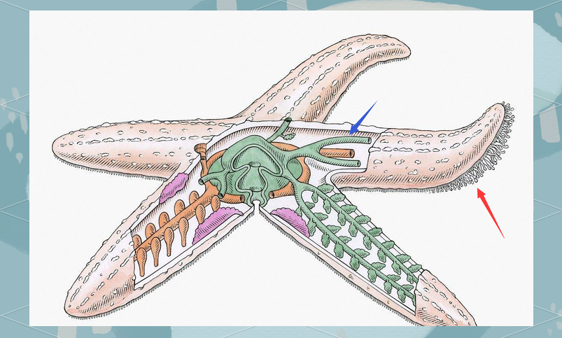 海星的身体结构与独特功能探秘