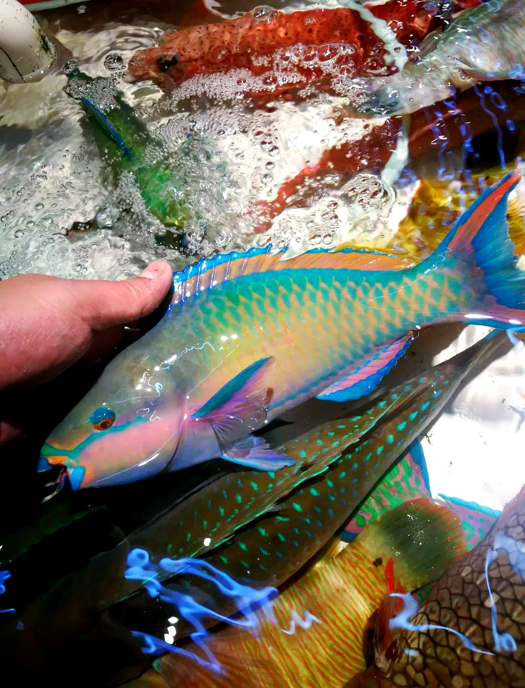 青衣鱼与鹦哥鱼的差异及多种品种介绍