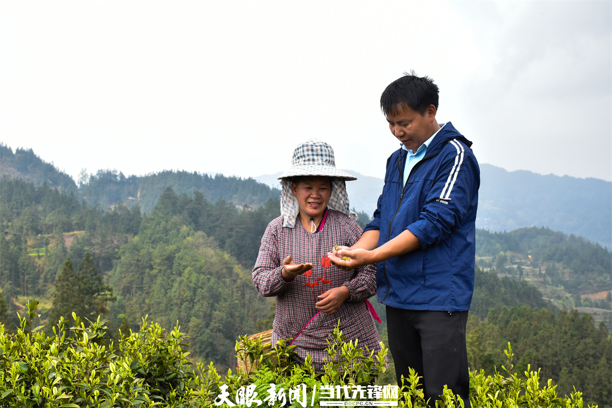 剑河县久仰镇:白茶采摘忙