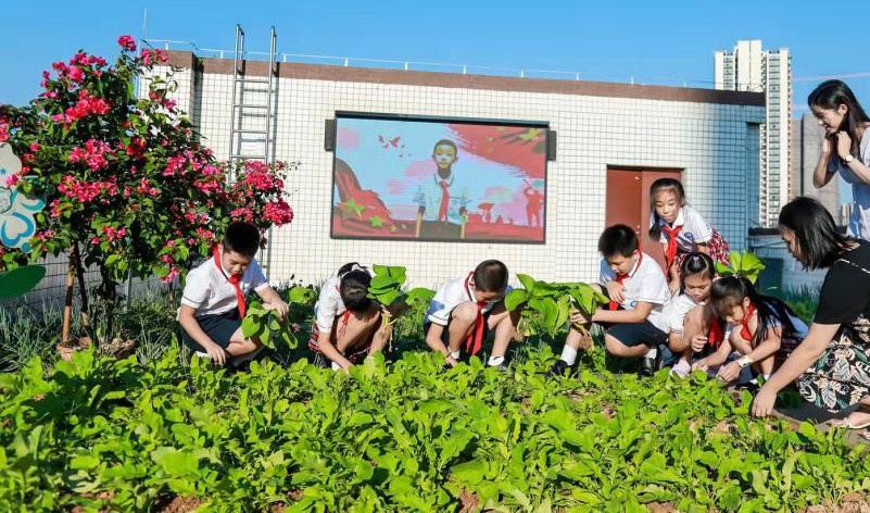 这所小学楼顶的"云耕园,获"最美广州城市小菜园"称号!