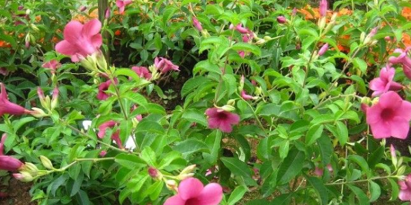 紫蝉花的养殖方法和注意事项