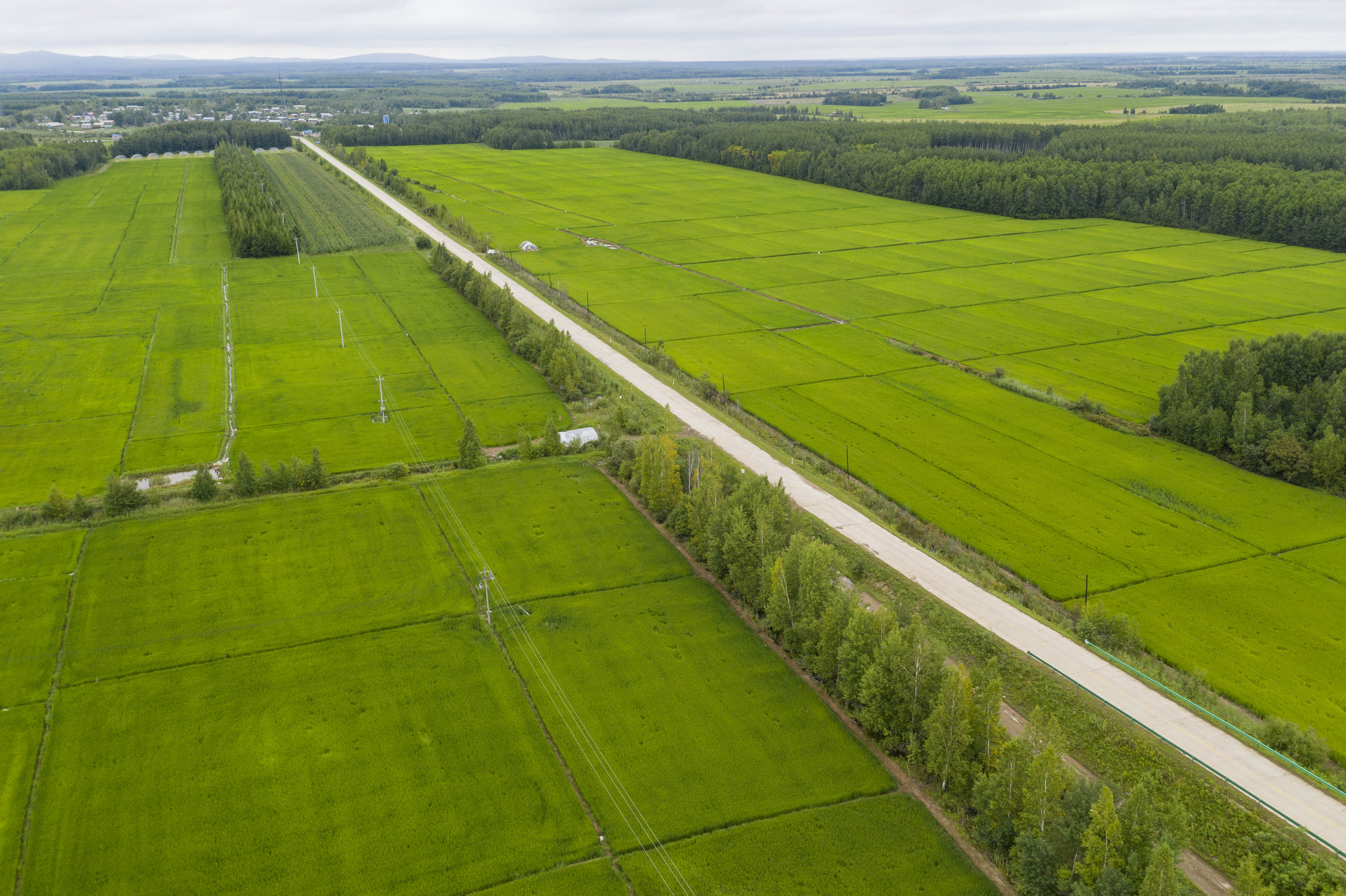 "东极"抚远:绿色稻田展画卷