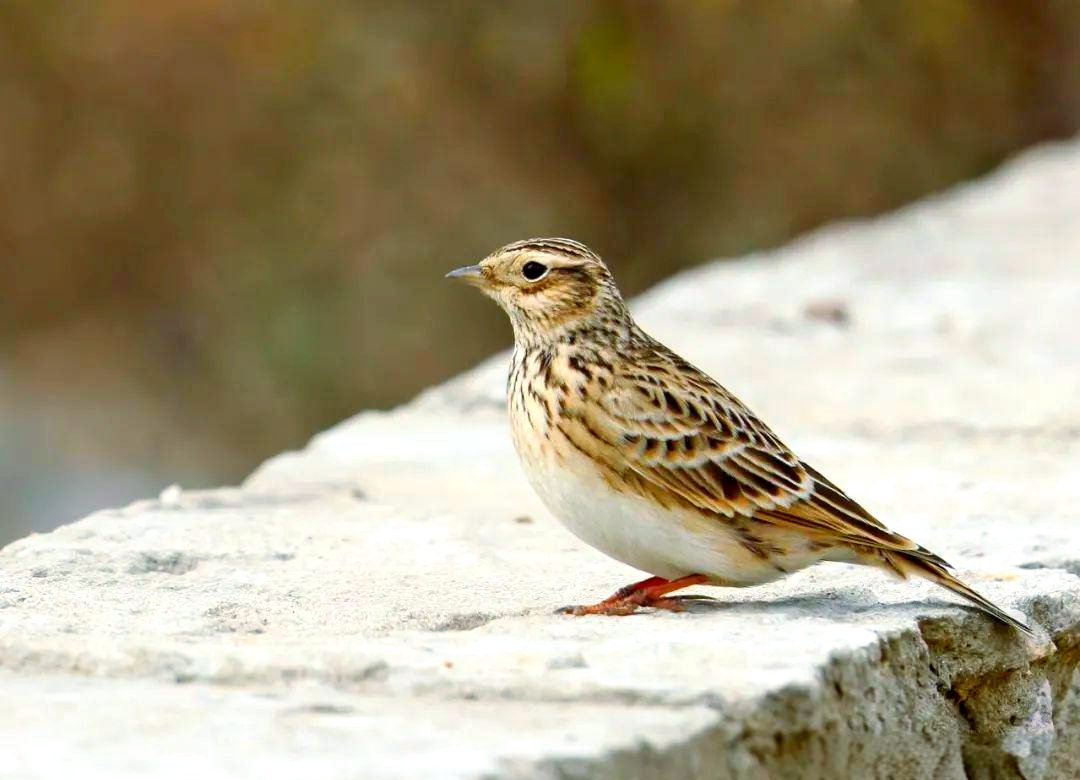 探索云雀与小云雀的奥秘:外貌,习性及区分方法