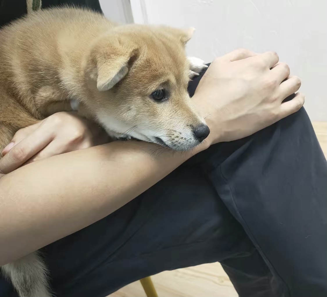 柴犬和别的品种狗的串串长什么样子呢?